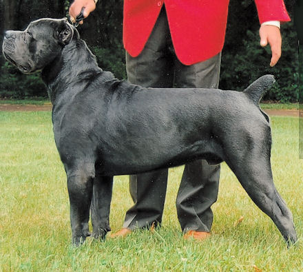 cane corso show