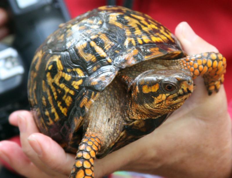 Homeless turtle finds home in Great Neck Wildlife Sanctuary | Wareham