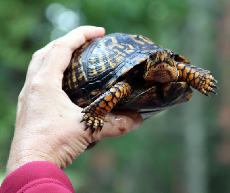 Homeless turtle finds home in Great Neck Wildlife Sanctuary | Wareham