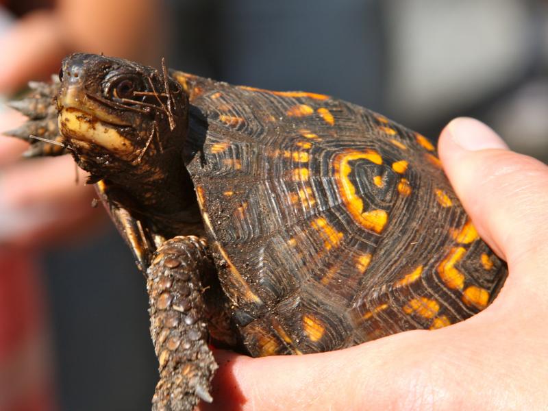 Talkin' turtles at Great Neck Wildlife Sanctuary | Wareham