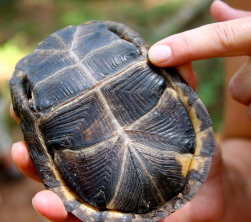 List 103+ Pictures Pictures Of A Turtle Without Its Shell Completed