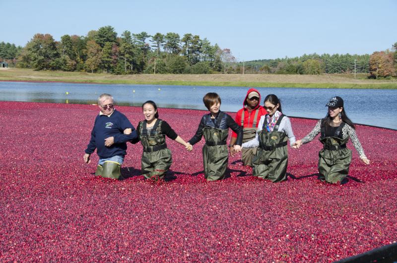 Federal Furnace Cranberry Company Manager Gary Weston leads a group across the bog on Thursday. BY GEORGIA SPARLING