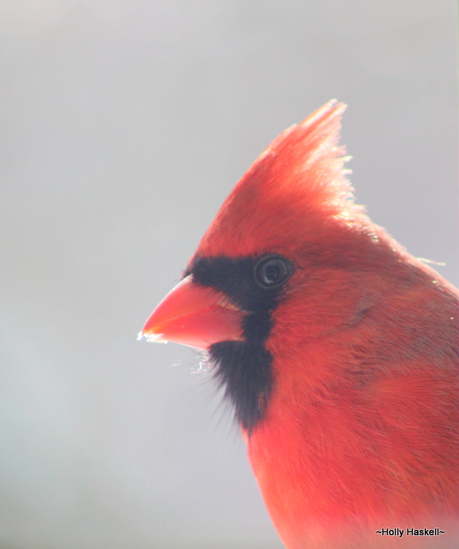 Reader Holly Haskell sent in this picture of a bird that fed near her home on Sunday. BY HOLLY HASKELL