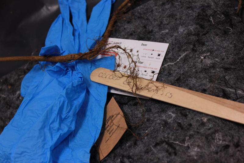 A Redbud tree sapling among other items brought by the Wareham Garden Club: gloves, a tick identification and safety card, root pouches and an identification popsicle stick. BY ZARRIN TASNIM AHMED
