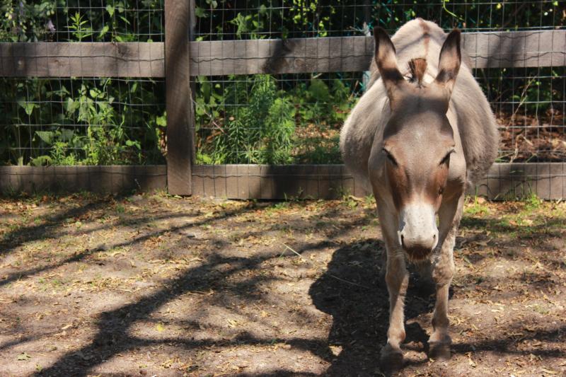 Granny is a twenty-year old donkey who recently gave birth. Bond described her as the "most gentle, kind soul." BY ZARRIN TASNIM AHMED