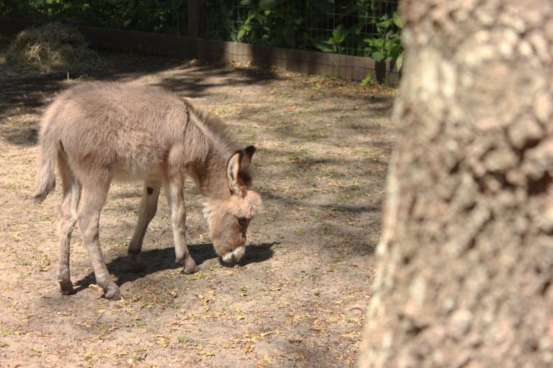 This is Moonshadow. Two weeks old, Moonshadow is Granny's baby and still being watched closely. Notice the heart shaped cut-out on her leg. BY ZARRIN TASNIM AHMED