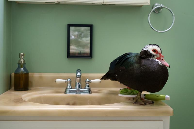Brian and Kyla Atherton stumbled across this duck on Onset Avenue on Jan. 25. The pair took the animal in before learning it had escaped from a neighbor's house. BY CAROLYN BICK
