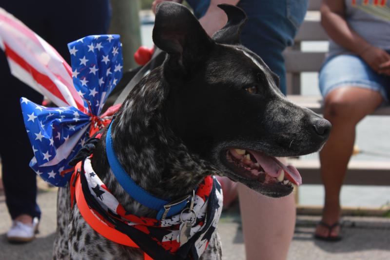 Otis the dog wears a patriotic bowtie during the pet parade held alongside other Fourth of July festivities in Onset, including the Blessing of the Fleet. Otis took home first place. BY ZARRIN TASNIM AHMED