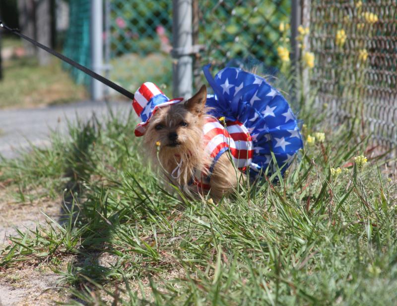 Chihuahuas to sport new gear for Independence Day Celebration