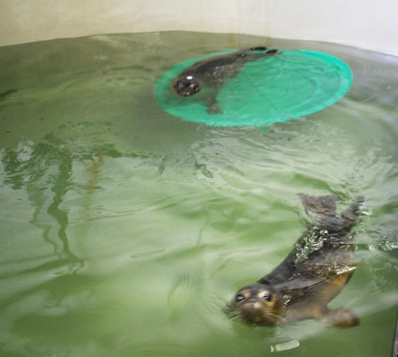 Sealonardo DiCaprio and Giseal Bundchen are preparing to be released into the wild later this month. BY LYDIA GOERNER