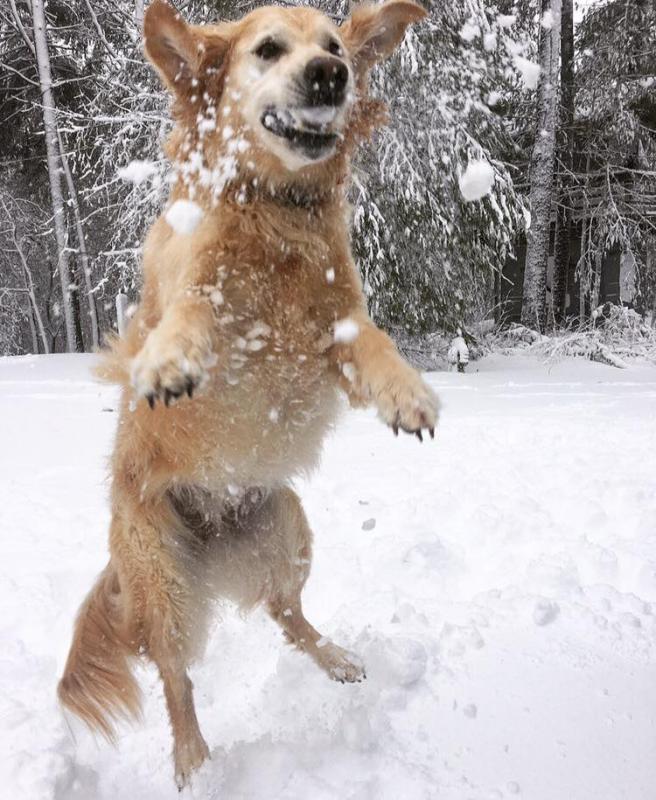 Tara DiGiantomaso sent in this photo of her dog, Sophie, enjoying the snow in the Blackmore Pond area. BY TARA DIGIANTOMASO