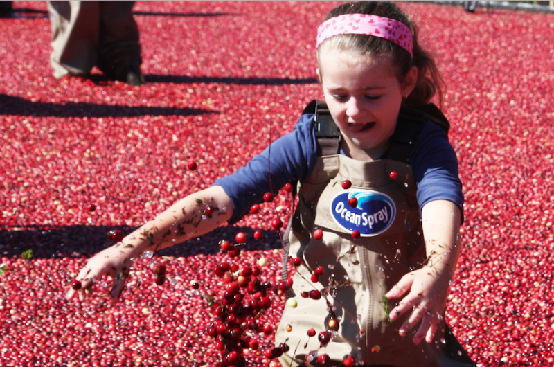 Image result for cranberry harvest festival