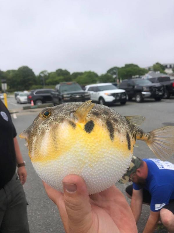 Puff-ing in to say hi: Cute fish makes appearance at Onset Pier