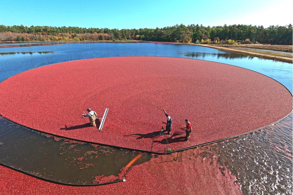 Cranberry forecast looks strong for Massachusetts | Wareham