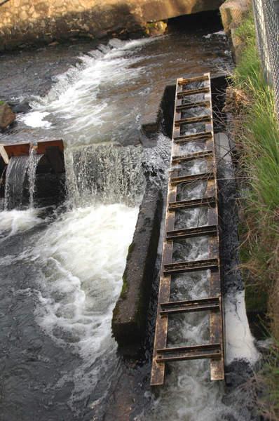 The Alaskan Speedpass (also called a Steeppass) creates turbulence, which helps push the fish upstream, with "fins" called baffles on the sides of the chute. BY CYRUS MOULTON