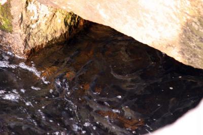 <!-- @page { margin: 0.79in } P { margin-bottom: 0.08in } --> The herring rest before swimming through a tunnel underneath the highway. BY CYRUS MOULTON