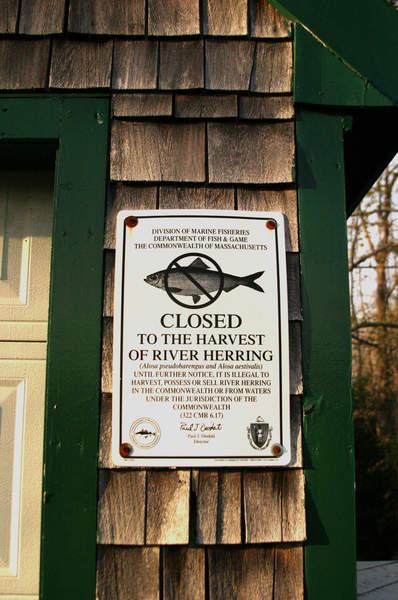 The State of Massachusetts outlawed river herring harvesting in 2005, beginning with a three-year moratorium that has since been extended. Since 2007, bans on riverine herring fishing were also enacted by Rhode Island, Connecticut, and North Carolina. Dixon said that the run moves up the coast as the water warms, meaning that effective restrictions on catches would have to be coordinated with warming water and among all States along the Eastern seaboard to be effective for the migratory fish. BY CYRUS MOULTON