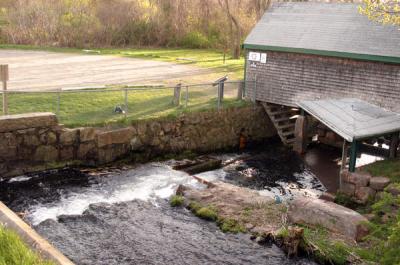 The herring ladder at the Elks Club on Cranberry Highway, looking from the dam just beneath Cranberry Highway. The fishway is against the stone wall in the center of the picture. At the elbow of the spillover (the main streambed is to the right and in the trees beyond the parking lot) a pool allows the fish to rest after traveling up the fishway and before swimming through a tunnel underneath the road. Many fish, however, waste energy by trying to swim up the spillway. The shed is used for storage, but the roof jutting toward the foreground covers a platform where you used to stand to net herring. BY CYRUS MOULTON