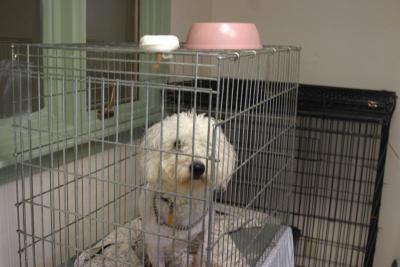 "Punch" is a Bichon-Frise mix whose lack of training was too much for his previous owners to handle. He needs a strong, non-indulgent owner, said Tomkiewicz. BY CYRUS MOULTON