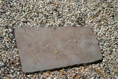 Even the garden's smallest detail was carefully planned. The path's stepping stones had imprints of ferns, which looked similar to the fronds of the overhanging mimosa tree. BY CYRUS MOULTON