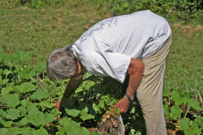 Dick Wheeler gets ready to harvest some new potatoes that have intermingled with his squash. BY CYRUS MOULTON