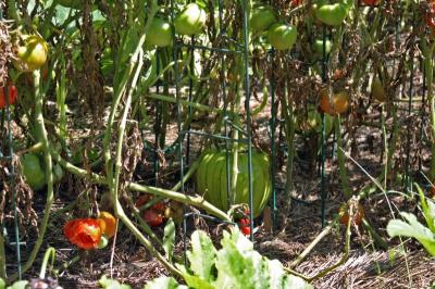 A melon hides among tomatoes in a rectangle at the community garden. So far, it looks like it has been undetected by rabbits and squirrels. The tomato on the left, however, was not so lucky. BY CYRUS MOULTON