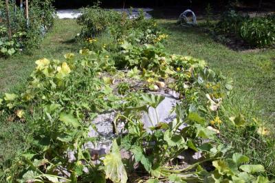 The Slavins experimented with a tarp that covers unplanted ground that could be hospitable to weeds. It also has had the effect of making the squash start to somewhat migrate from their rectangle. BY CYRUS MOULTON