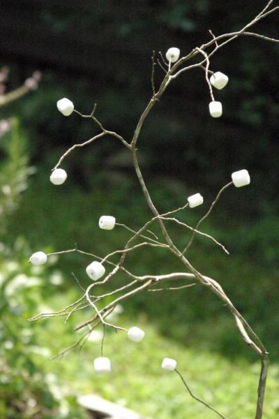 The marshmallow bush, this one of the never-found-in-nature, edible variety, caught the young botanists' attention. BY CYRUS MOULTON