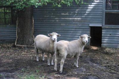 Scarlett and Melanie (no, the kids didn't get the reference) wonder what the kids are doing with their wool! BY CYRUS MOULTON