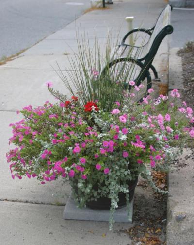 William F. Madden of GAF Engineering, which is working with CEDA to beautify Main Street, discussed adding more benches and plantings, like this cozy spot in Pezzoli Square with a barrel designed by Mary Lou Gale, to downtown to make the area more appealing for pedestrians. BY CYRUS MOULTON