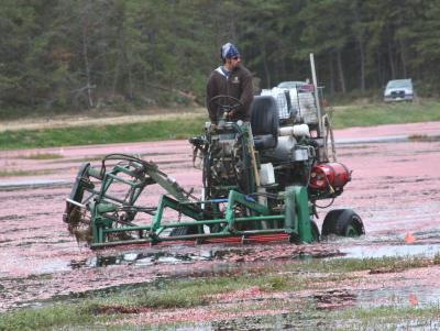 A water reel "beater" essentially brushes the berries off the cranberry vines, leaving a wake of the hollow berries which float to the surface of the flooded bog. A "ditch reel," hangs off the side of the machine to beat the vines that grow into the irrigation canals around the bog. Because cranberries are a food product, the machines are run on liquid propane (which turns into a gas when it comes in contact with air) and food-grade oil rather than gasoline and motor oil. BY JAIME REBHAN