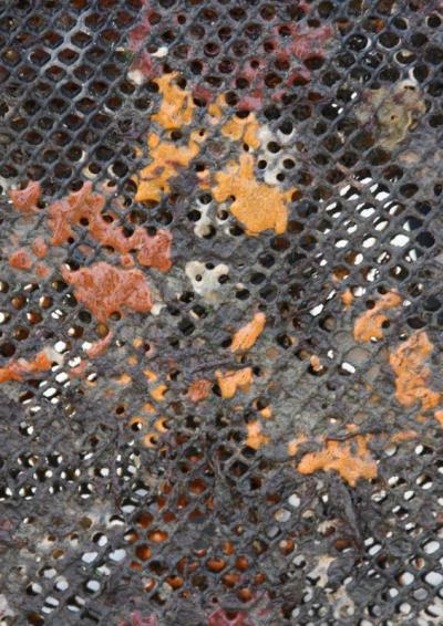 Growers must rid bags of shellfish of sea sponge, seen here, regularly, so that the plant does not stunt the animals' growth. BY JAIME REBHAN