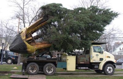 Hydraulics lifted the tree to a vertical position so it could be dropped into the hole. BY CYRUS MOULTON