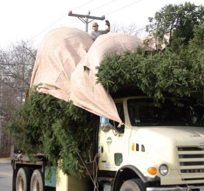The tree heads toward Town Hall down Marion Road, with Jesse Bean from Joyce Landscaping getting riding on top. BY CYRUS MOULTON
