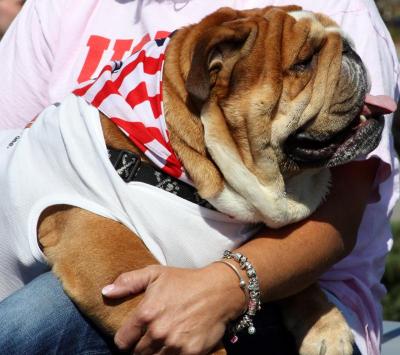 Patriotic bulldog George brought smiles to the faces of the 3/8 Weapons Company of the Marines. (The bulldog is the mascot of the Marines.) BY JAIME REBHAN