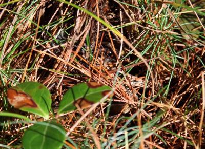 It took the turtle about five minutes to settle into her new home. Can you find her? (See the next slide for a hint!) BY JAIME REBHAN