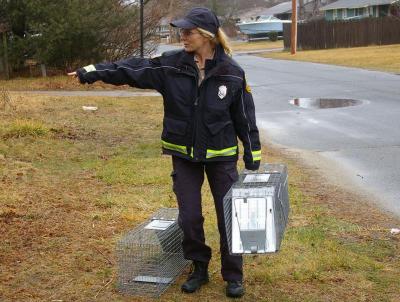 Wareham Animal Control Officer Cheryl Gorveatt-Dill points to an area near Cromesett Road that is heavily populated with feral cats while holding the "Havahart" traps used to capture them. BY RISHI SIDHU