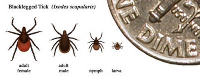 This picture from the Centers for Disease Control and Prevention shows the Blacklegged Tick, also known as the Deer Tick, in its various stages of development. The baby deer tick, known as a "nymph," are about the size of a poppy seed. The adult tick is about the size of a sesame seed. BY CENTERS FOR DISEASE CONTROL AND PREVENTION