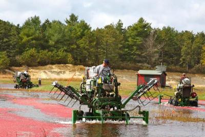 A.D. Makepeace wet picks its berries, meaning the bog is flooded, the berries are picked, and then they are corralled into a vacuum and transferred to an awaiting truck, which takes them to Ocean Spray. Wet picking doesn't make for the prettiest of berries. These berries will be used for juice, sauce, and dried cranberries or Craisins. Above, workers use machines to get the berries off their vines. BY JAIME REBHAN