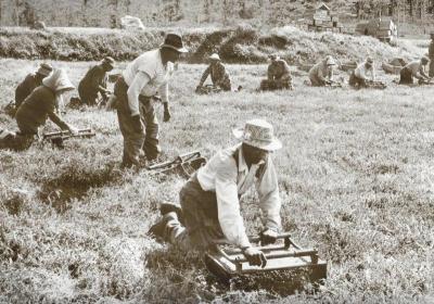 Cranberry bog workers of Cape Verdean descent are hard at work in this undated photo. COURTESY SUMMER OF CELEBRATION
