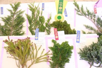 These specimens were part of the "Evergreen branches" showcase at the Wareham Garden Club's Flower Show. BY ZARRIN TASNIM AHMED