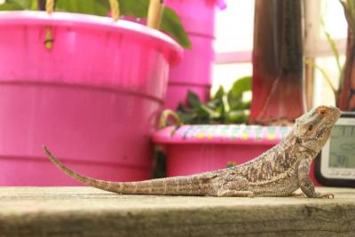 Thorton, an Australian bearded dragon, stands watch for any bugs coming into the greenhouse. BY ZARRIN TASNIM AHMED