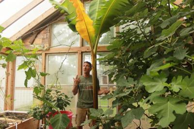 David Bridge explains how banana trees grow from the inside, shooting leaves and fruit up from the middle while producing little sprouts around the bottom of the trunk. BY ZARRIN TASNIM AHMED