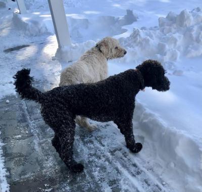 Dog day after storm: Dogs check out the snow outside at Green Gate Lane. Photo submitted by: Sherbie Worthen