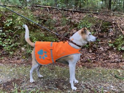 Blaze orange dog