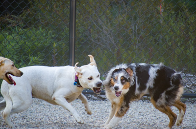 Tillie, owned by Wareham’s Janie Macauslan, and Sage, owned by Bourne’s Jeremy Martin, get a little “ruff” at the dog park.