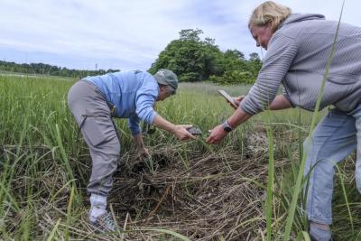 Lara Schofield, right, a New England Coastal Wildlife Alliance volunteer, passes a turtle to the alliance’s Founder and President Carol “Krill” Carson, left, during a release of two Diamondback Terrapins behind Wareham High School.