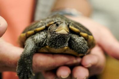 young Diamondback Terrapin is held before its release at Wareham High School. This turtle has grown up in an aquarium, giving it the strength of a three or four year old terrapin, but the brain development of a hatchling.