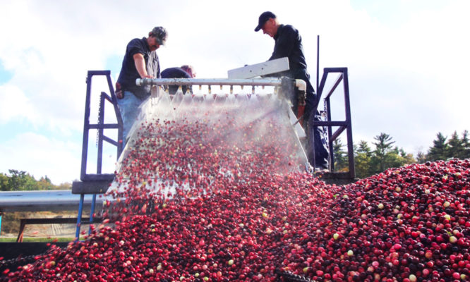 Workers harvesting cranberries. Photo courtesy: Decas Cranberry Products