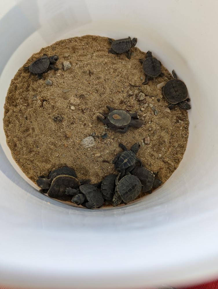Make way for terrapins: Baby turtles released at Briarwood Beach | Wareham